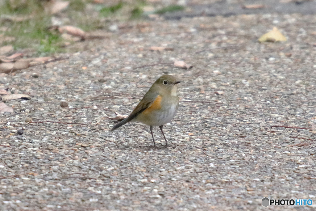 ルリビタキ♀