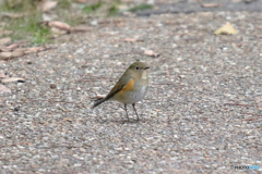 ルリビタキ♀