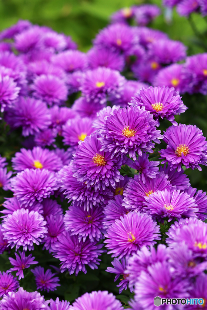 たぶん菊？の仲間では