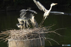 もう無いよ～で飛び立つ親鳥