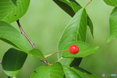 紅一点