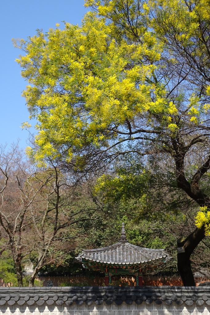 アカシアと庭園