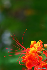 オウコチョウ（橙花）