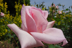 花嫁