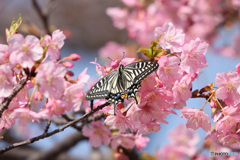 花から花へと