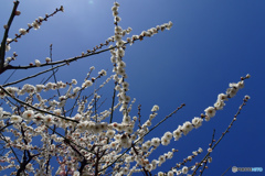 白梅