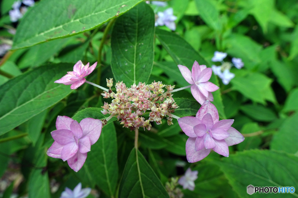 紫陽花　シチダンカ
