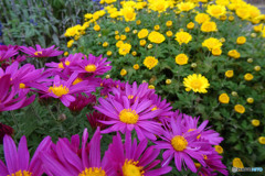 菊