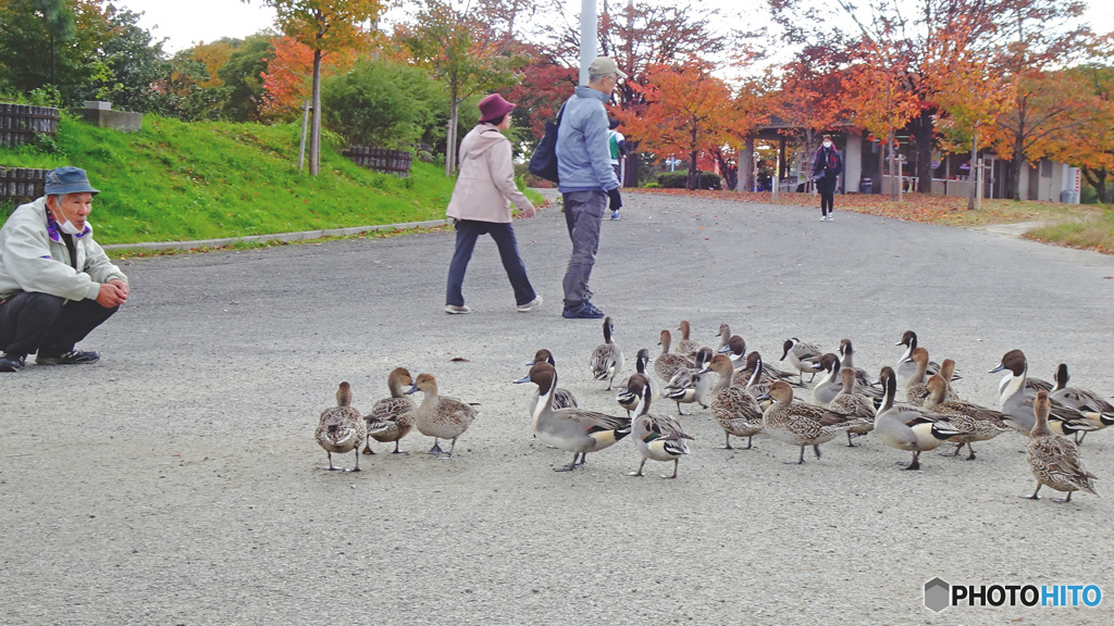 口笛で集まるカモたち