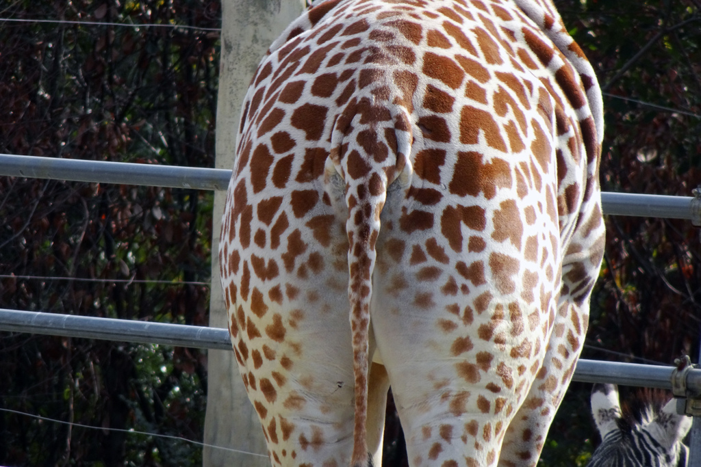 ヒップ