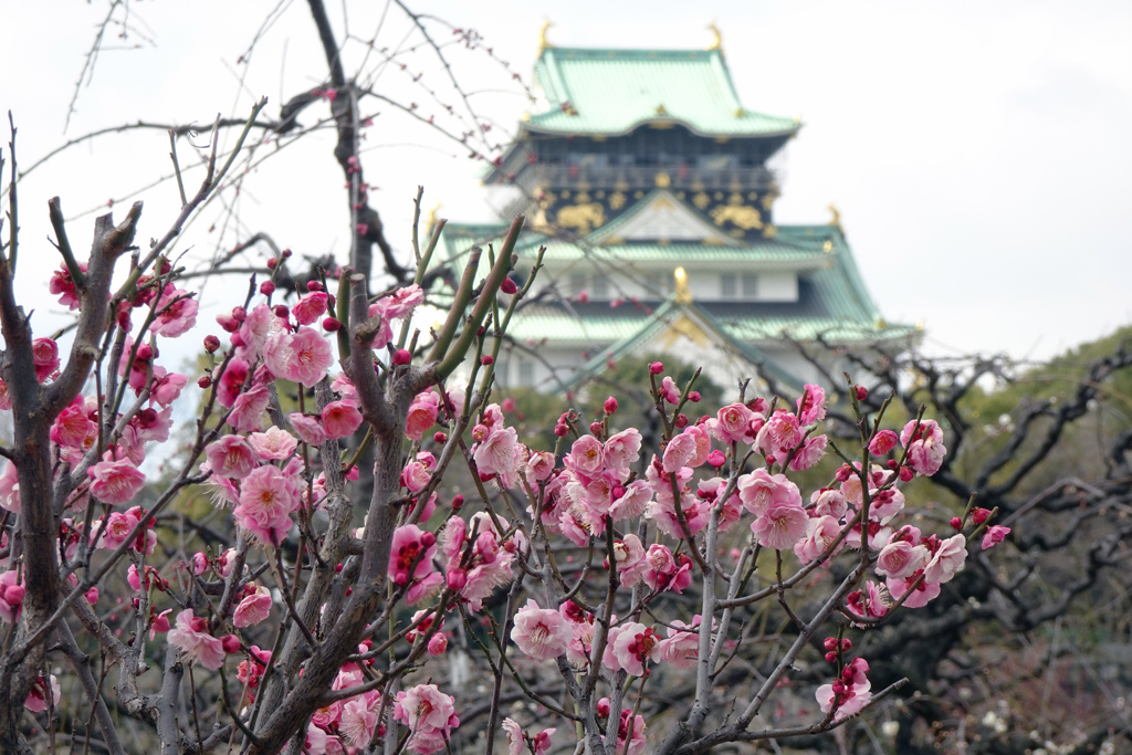梅「日光」と天守閣