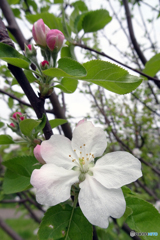 リンゴの花