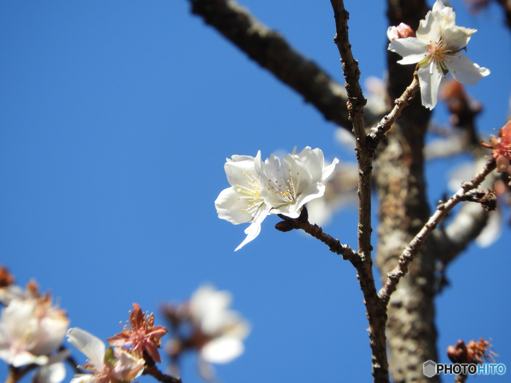 まだ冬桜が