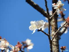 まだ冬桜が