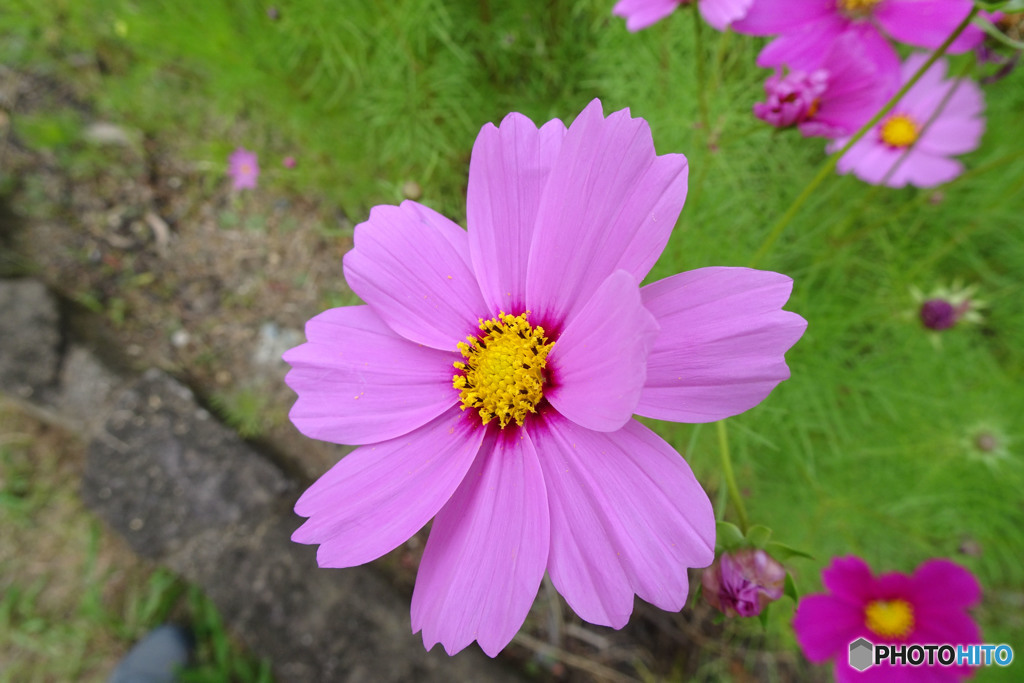 花弁９枚