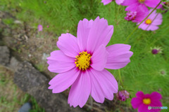 花弁９枚