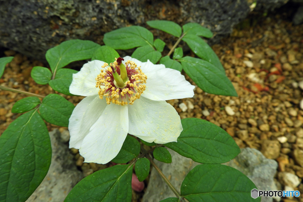 ヤマシャクヤク