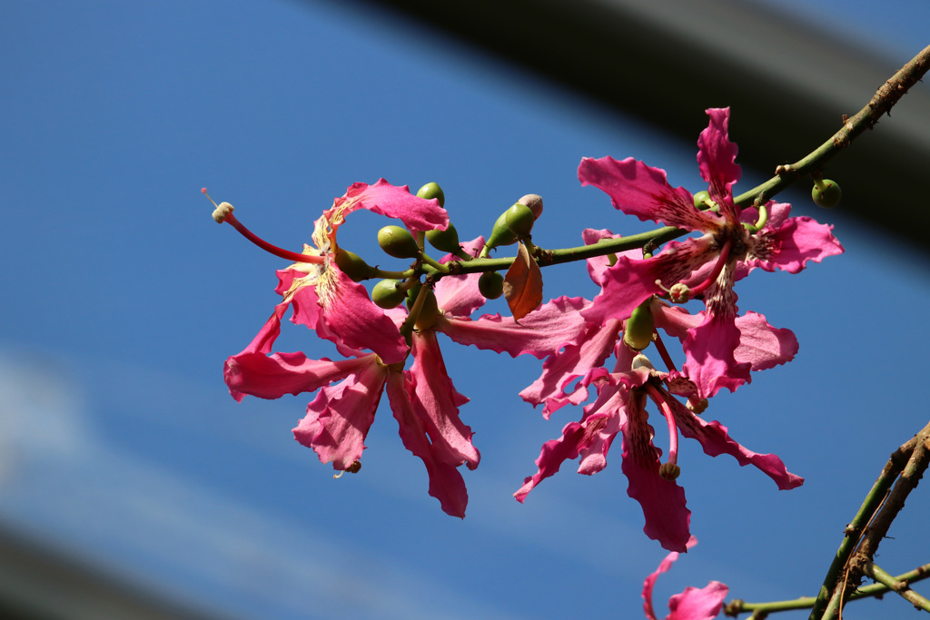 トックリキワタの花