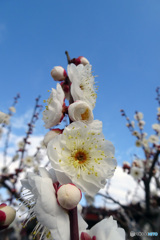 八重野梅