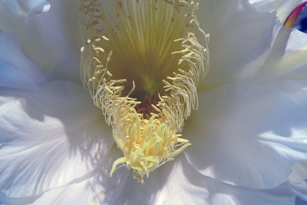 ドラゴンフルーツの花