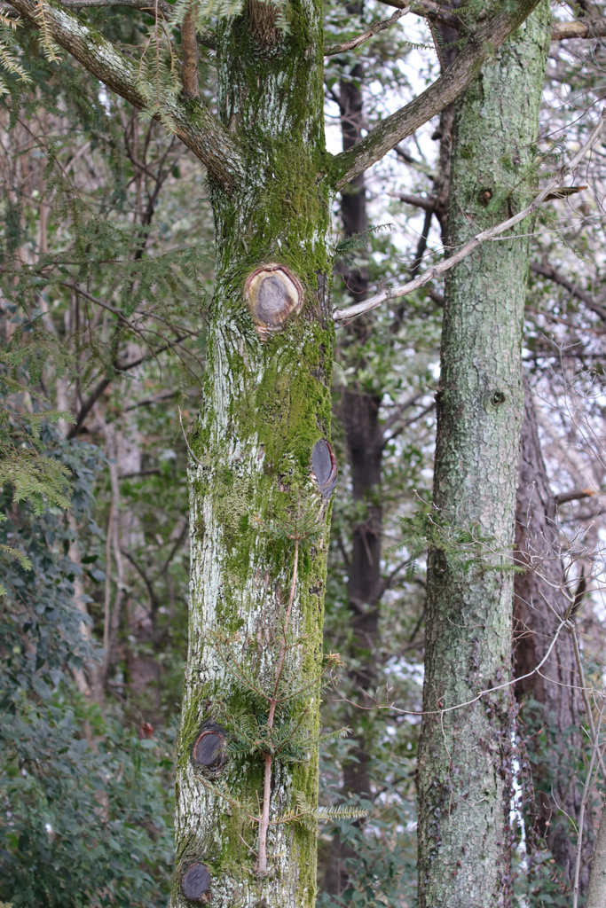 樹木