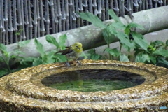 メジロがやってきて