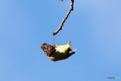 アクロバット　