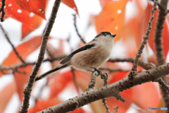 エナガのモミジ狩り