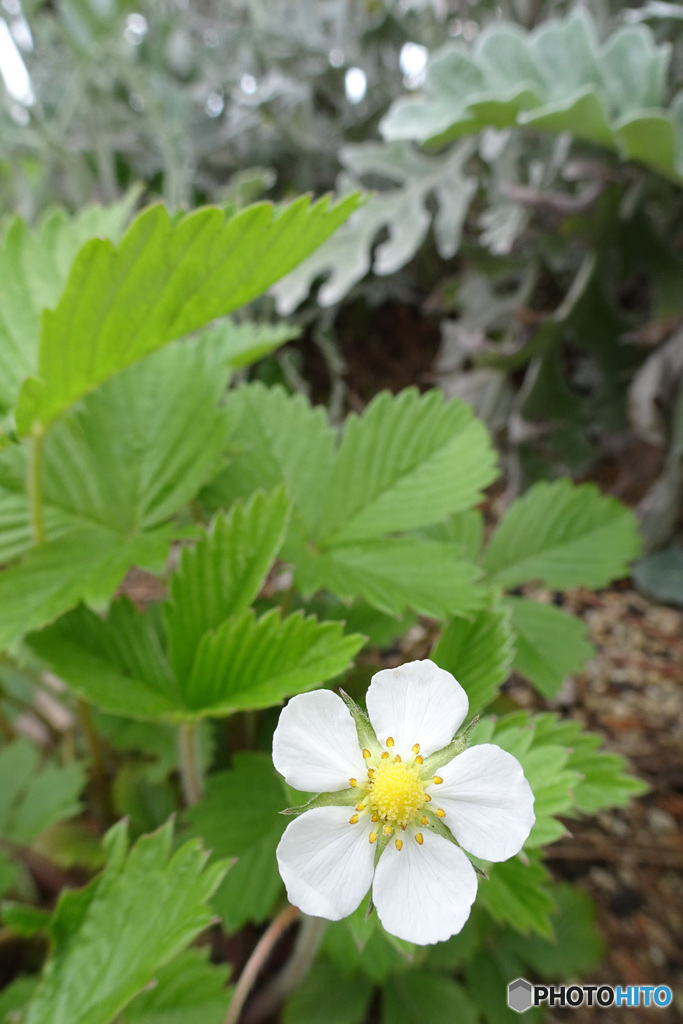 イチゴの花