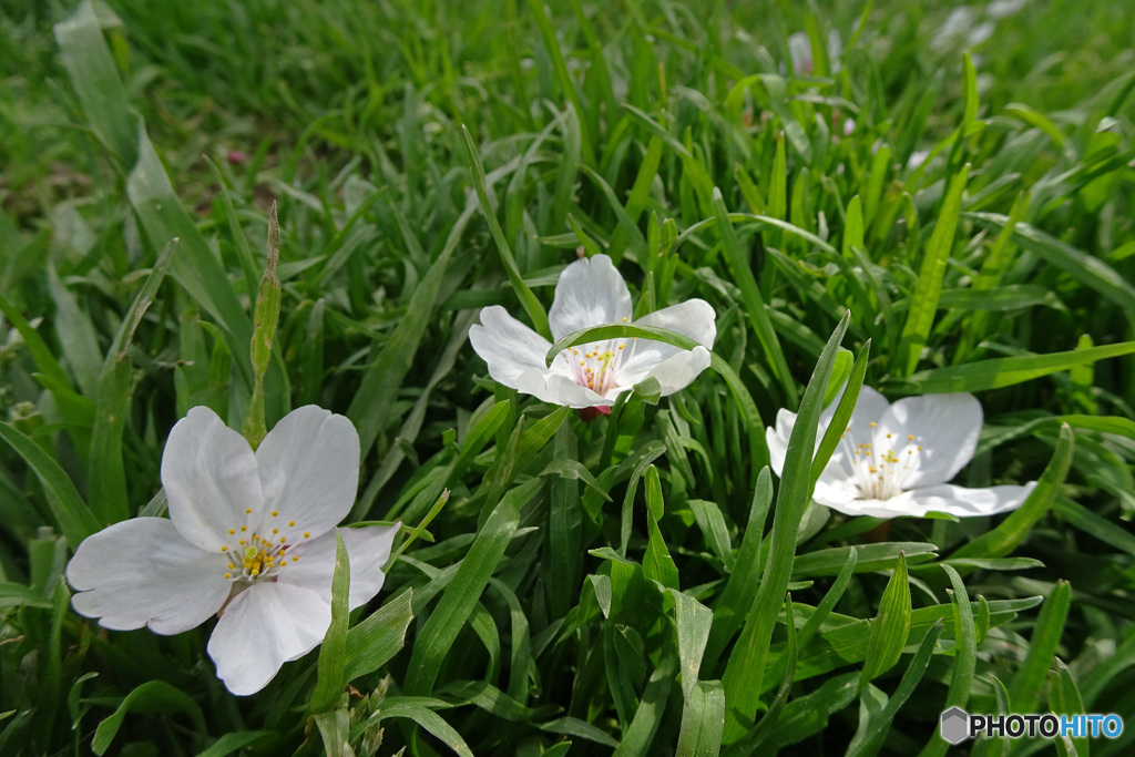 花弁