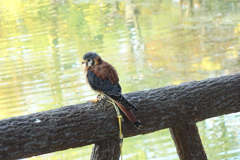 アメリカチョウゲンボウ