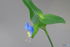 つゆ草