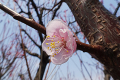 花弁の先が丸くなって