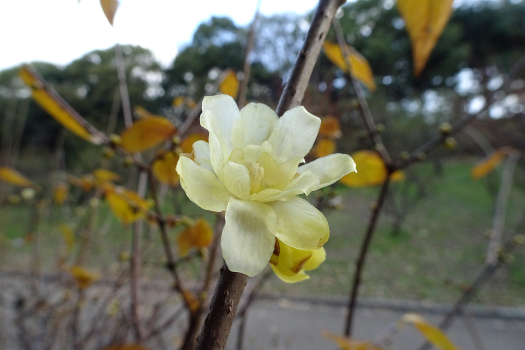 蝋梅
