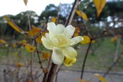 蝋梅