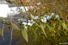 白い花