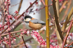 花弁でお食事
