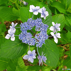 変った紫陽花