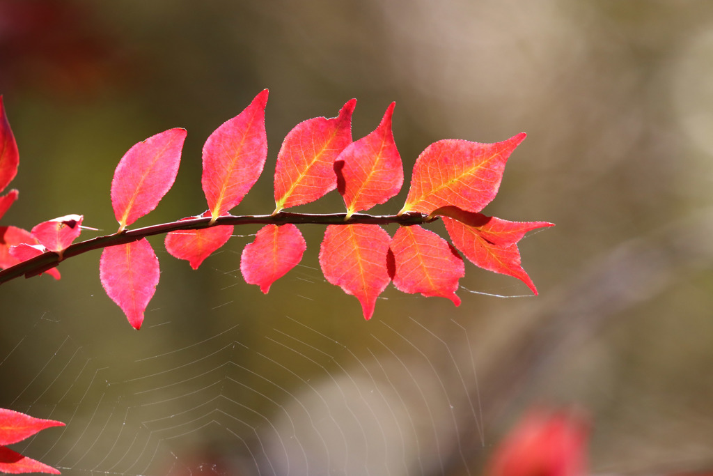 紅葉