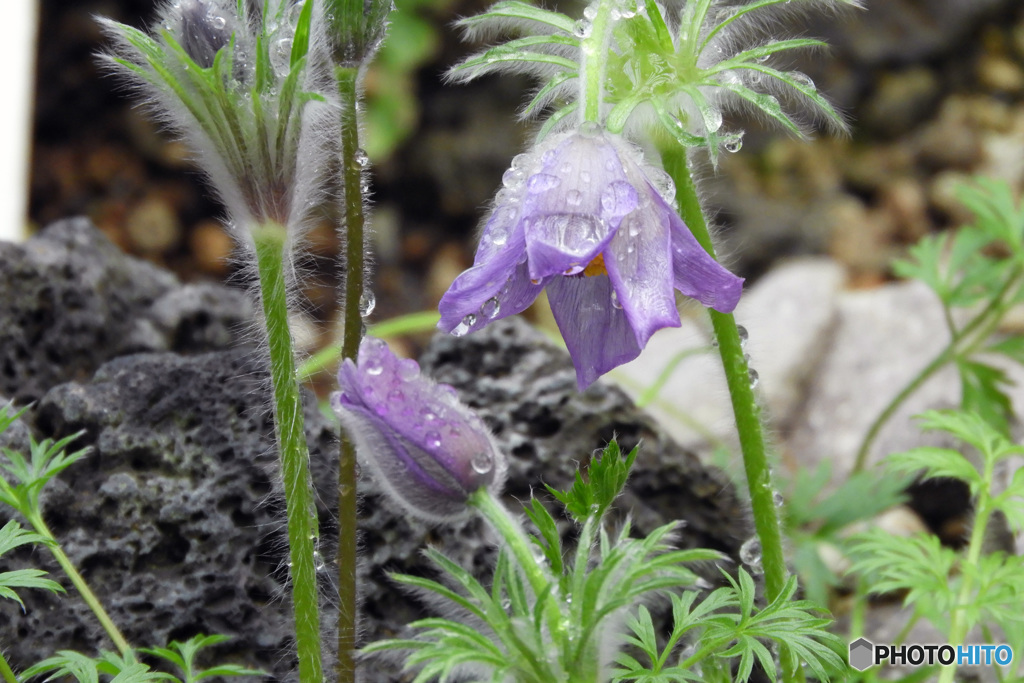 プルサティラ・ブルガリス(キンポウゲ科）