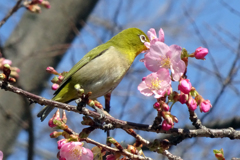 嘴が黄色くなるはづだ