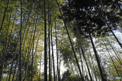 竹林