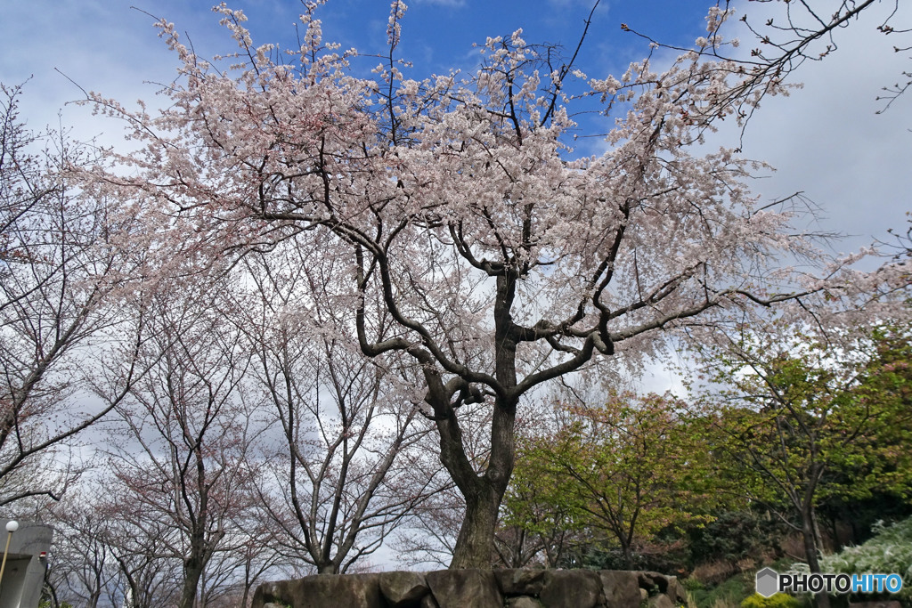 しだれ桜