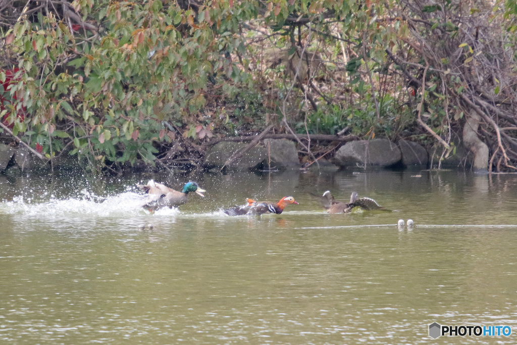 マガモが攻撃