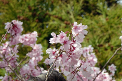 豆桜　花弁が小さいでしょ