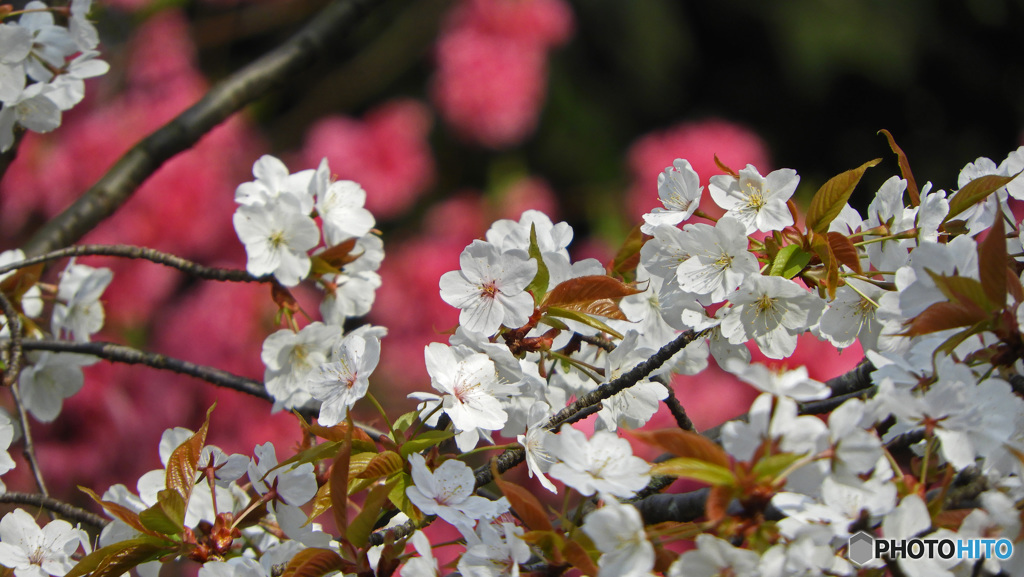 桜