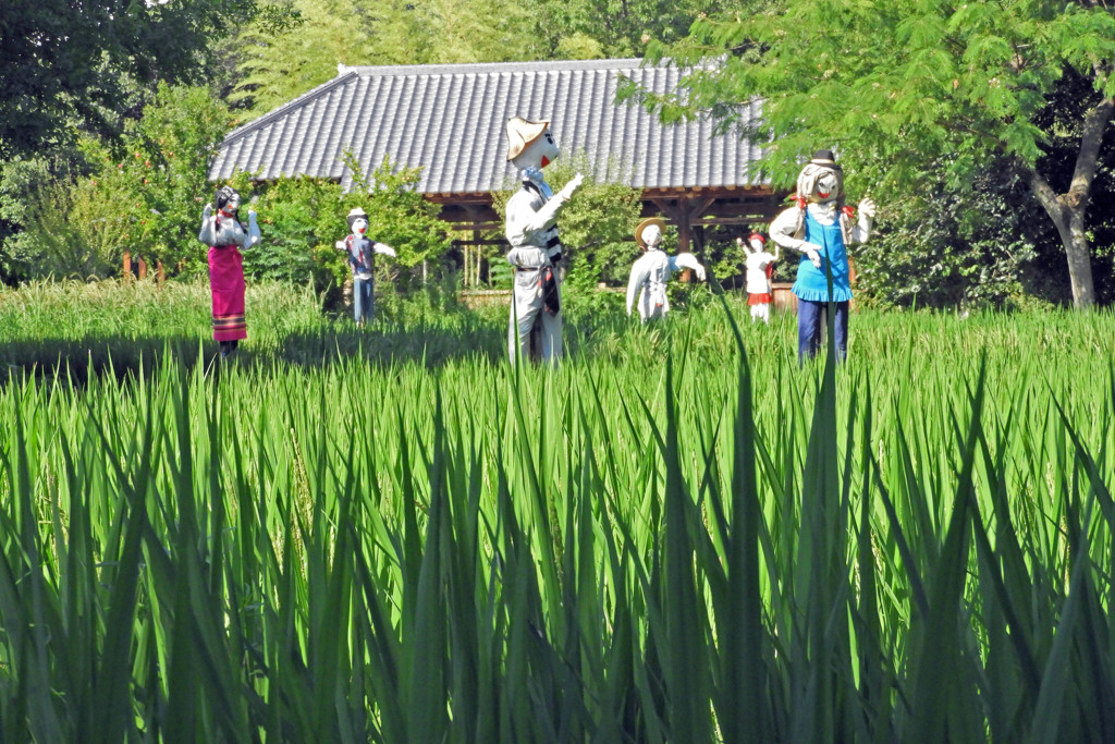 案山子