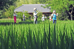 案山子