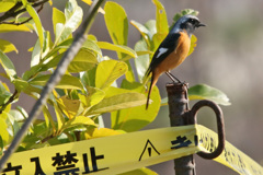 警備隊長
