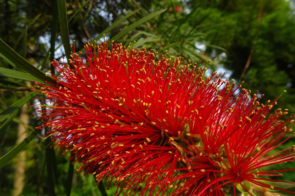 ブラシの木の花